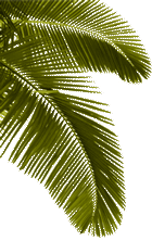 palm frond