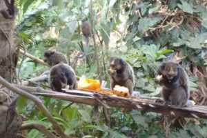 monkeys-in-marau