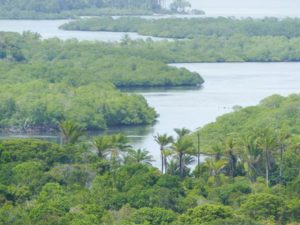 manguezal na baia de camamu rios e ilhas