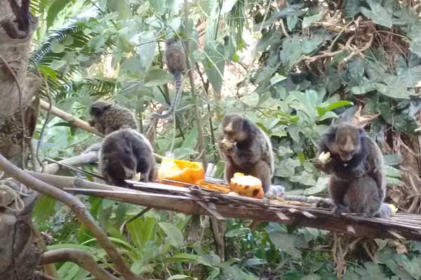 passeio ecologico na mata atlantica de marau