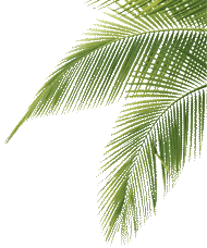 palm frond