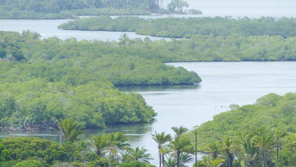 bay of camamu mangrove forest boat tour